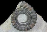 Multiple Devonian Anetoceras Ammonites - Morocco #67731-2
